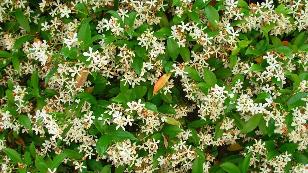varietà di gelsomini