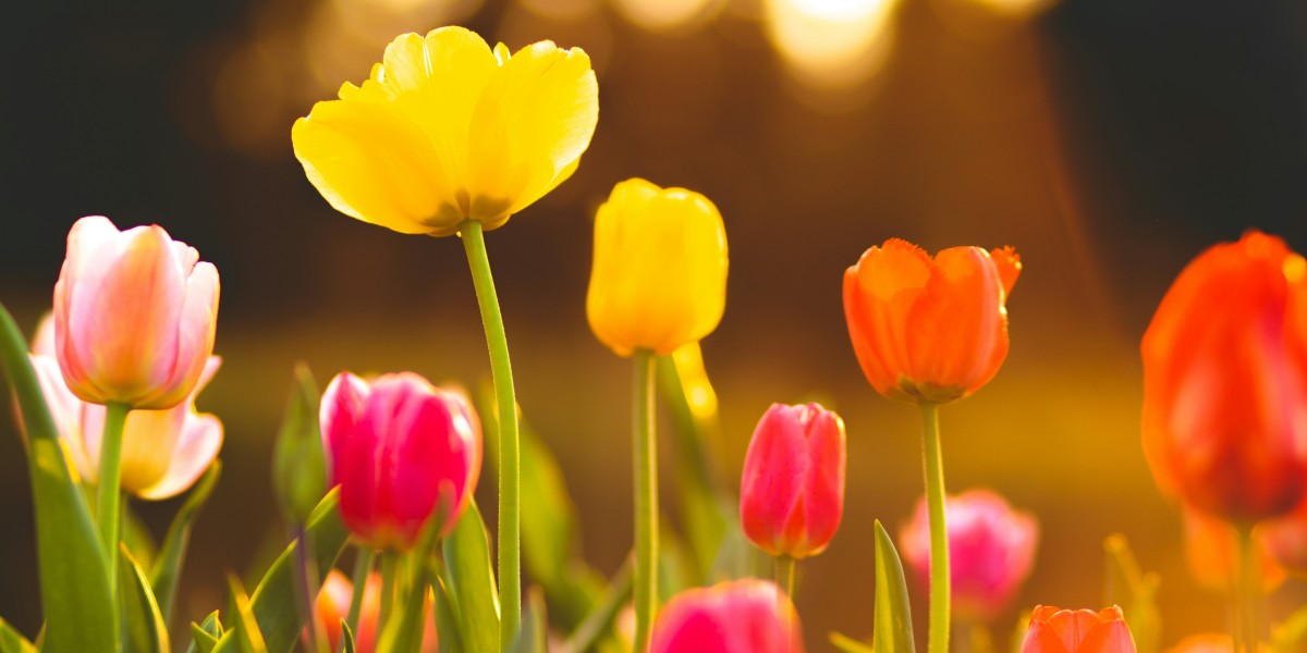 si possono piantare i bulbi di tulipano in primavera