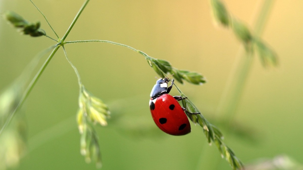 coccinella in casa