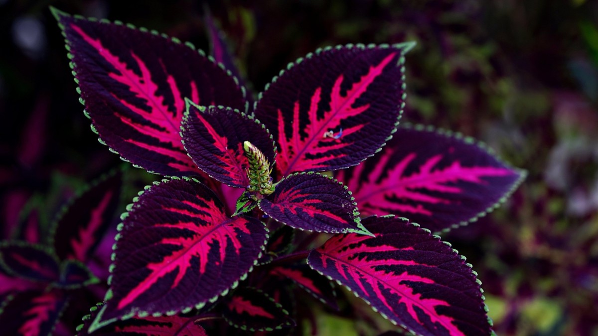 coleus