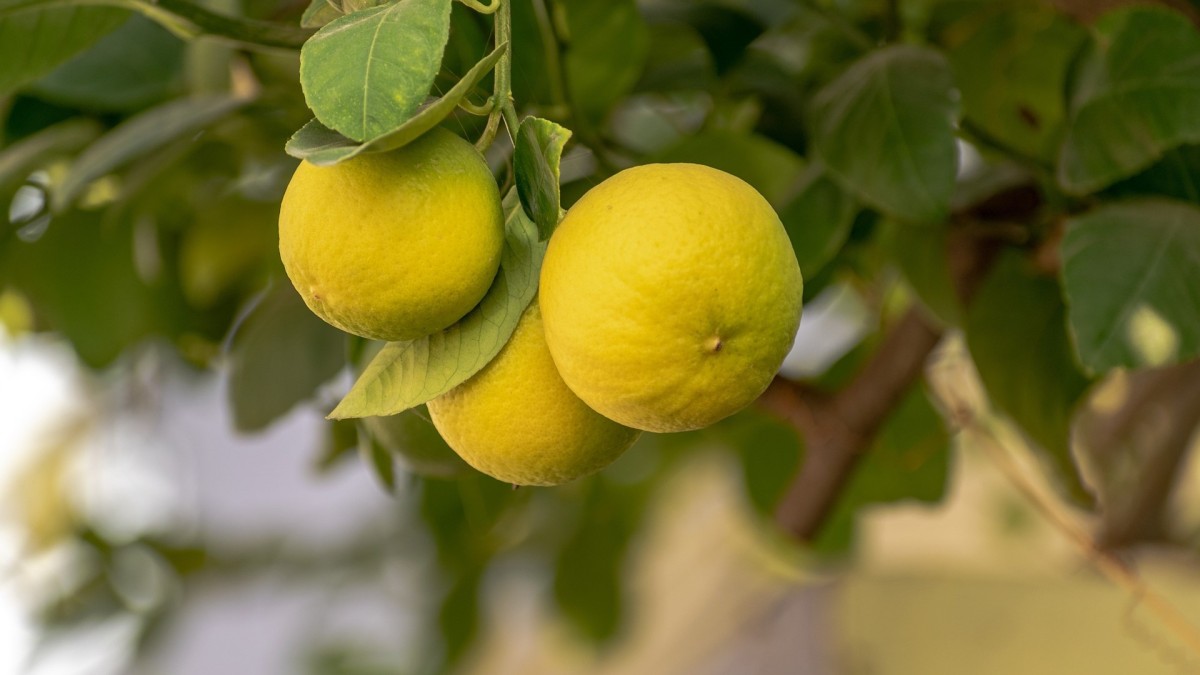 quando piantare il limone in terra