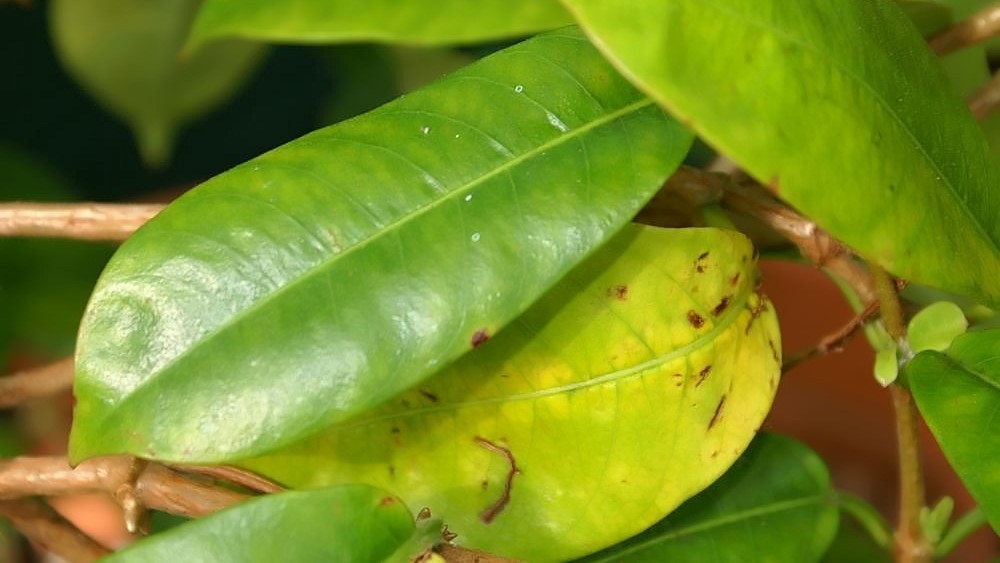 dipladenia foglie gialle