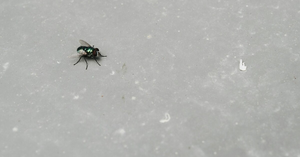 mosca a terra mosca a terra