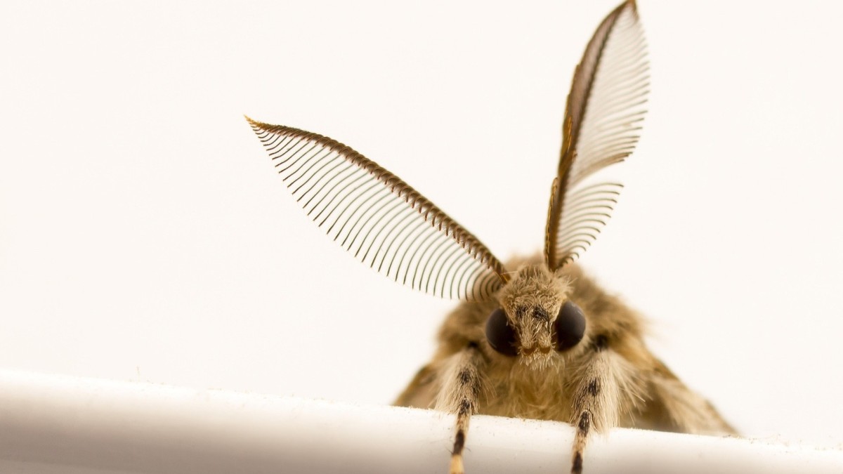 falena in casa significato