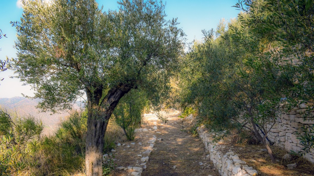 Quando trapiantare l’ulivo da vaso a terra