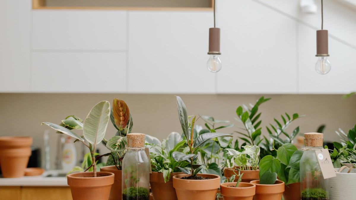 vasi con tappi di sughero