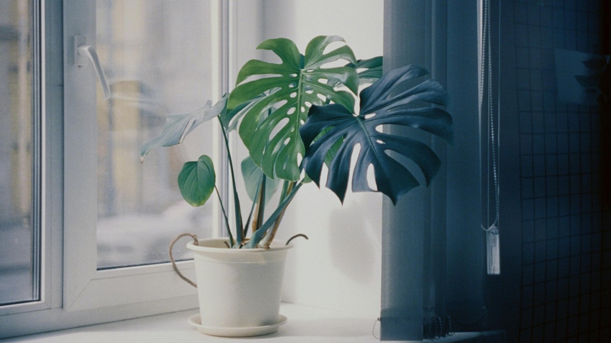 monstera adansonii