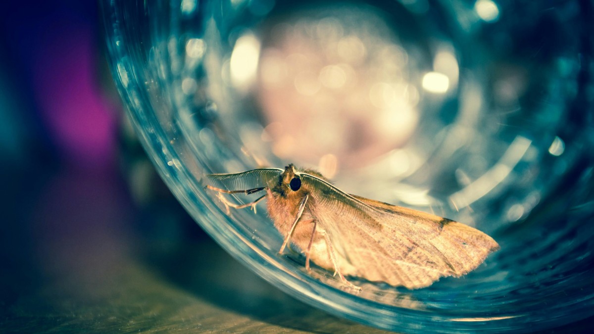 falena in casa significato