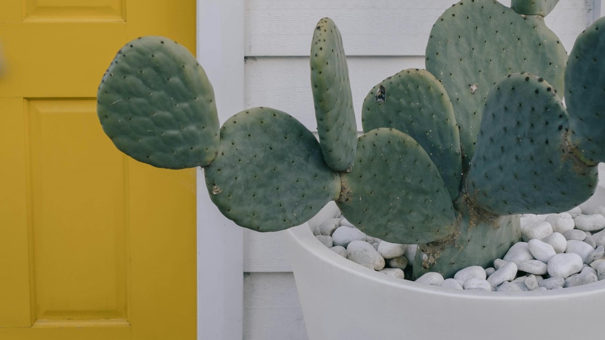 fico d'india in vaso