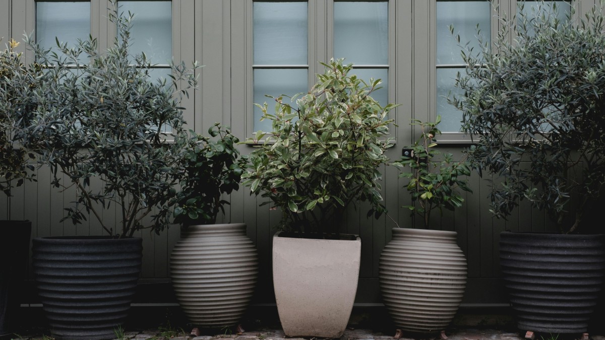 Quando trapiantare l’ulivo da vaso a terra