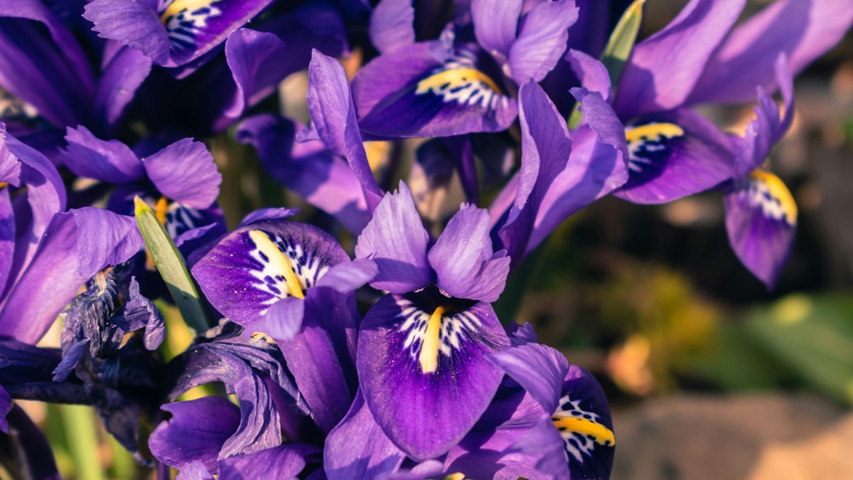 differenza iris giaggiolo
