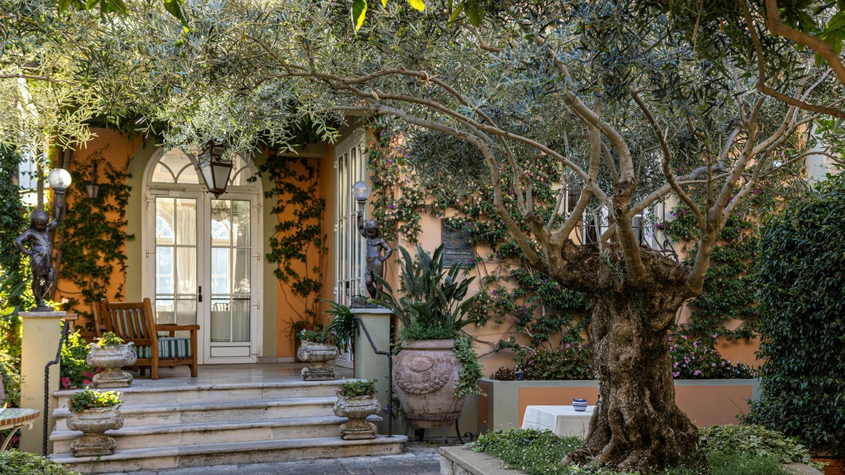 Quando trapiantare l’ulivo da vaso a terra