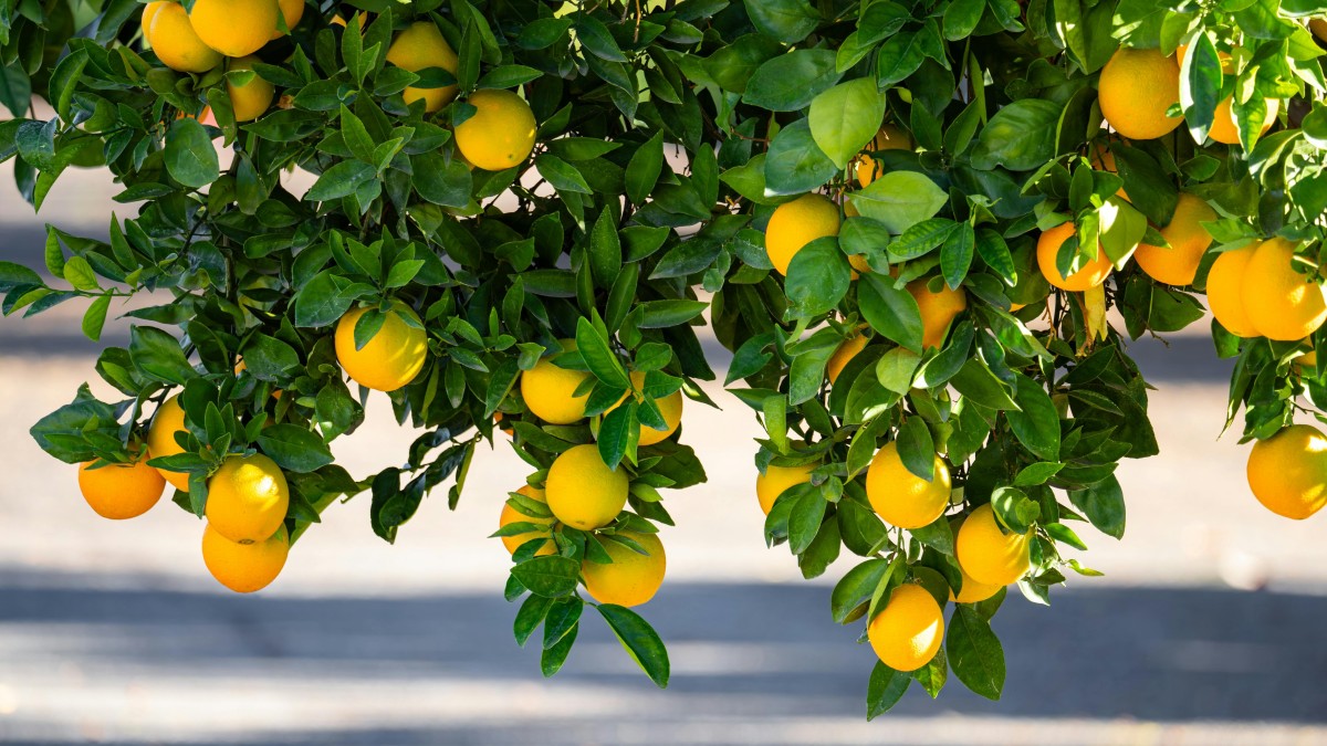 quando piantare il limone in terra
