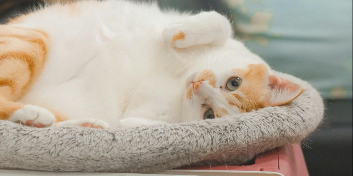 come pulire la cuccia del gatto