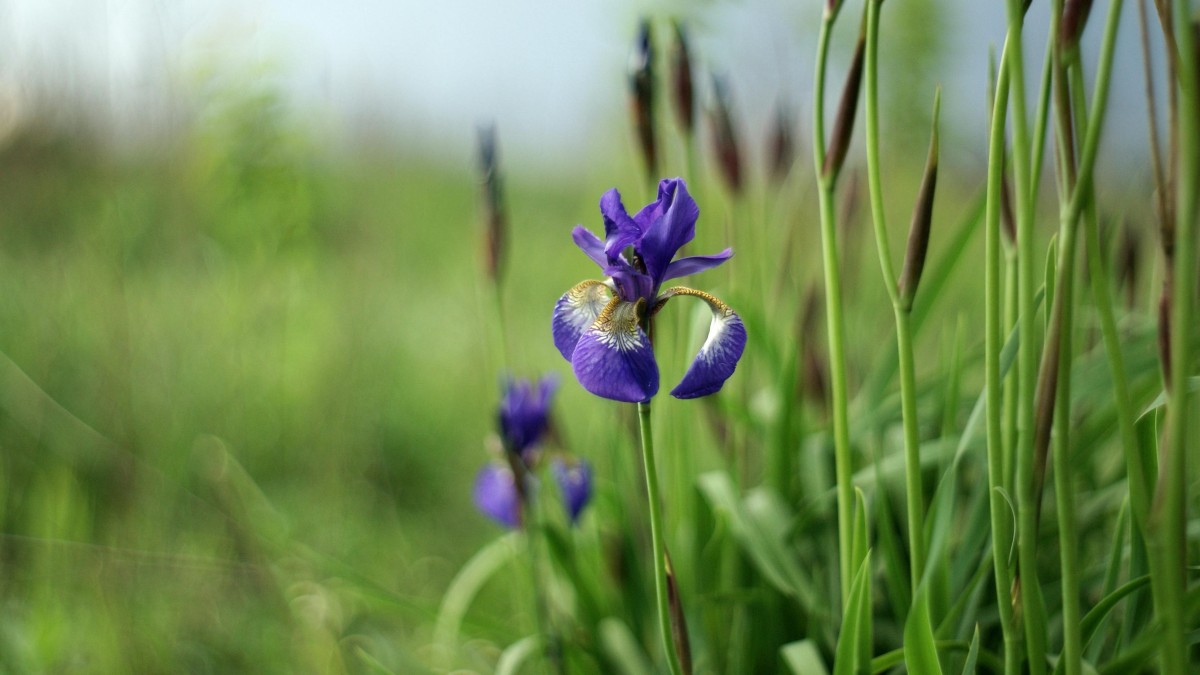 differenza iris giaggiolo