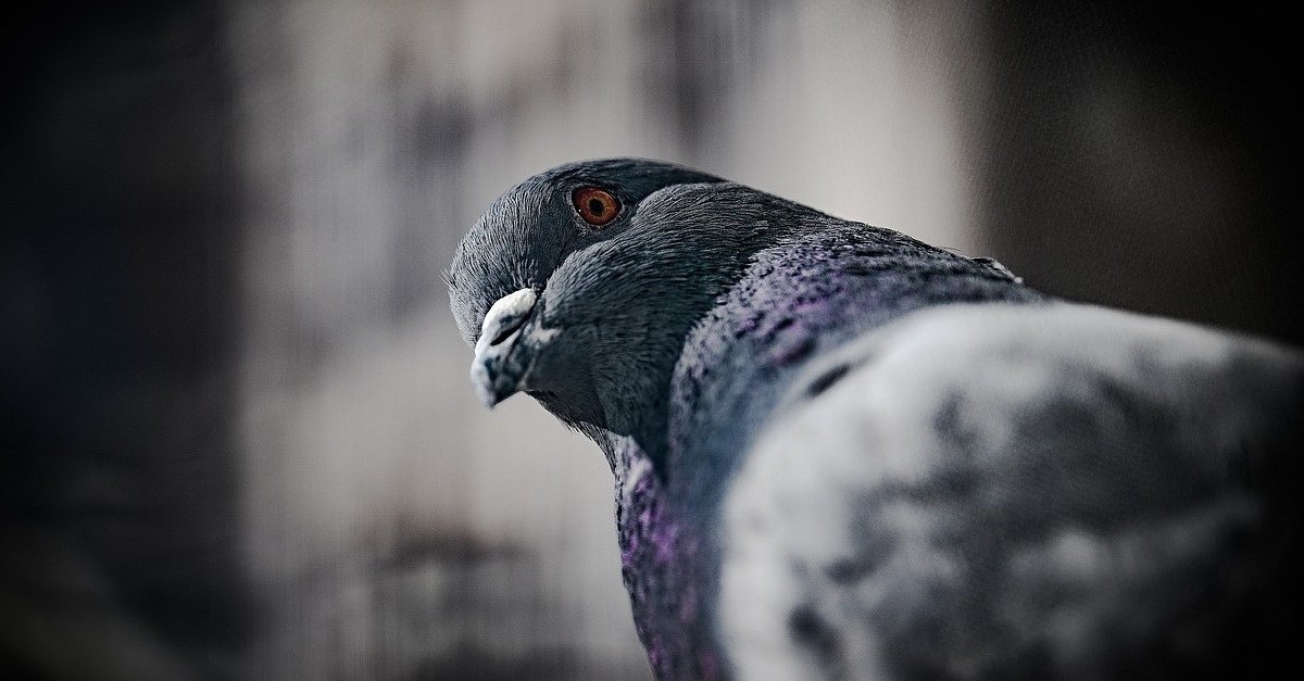 piccioni
