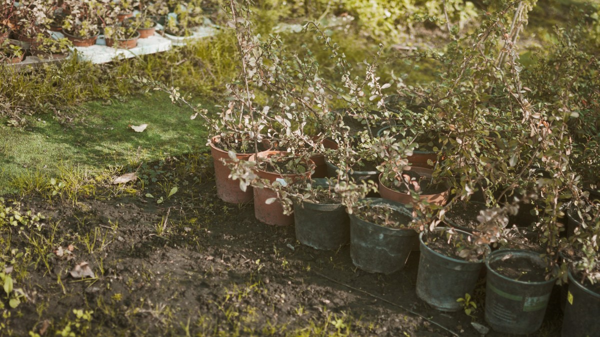 vasi con tappi di sughero