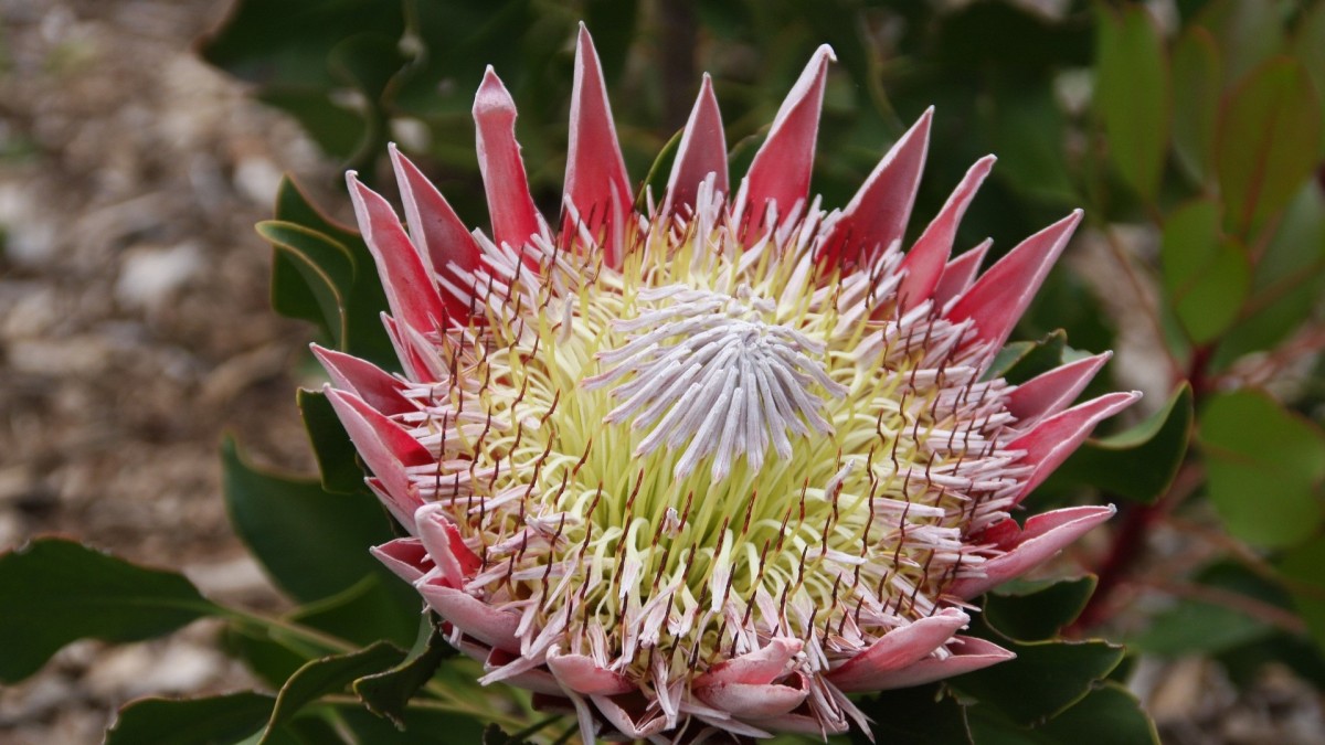 protea