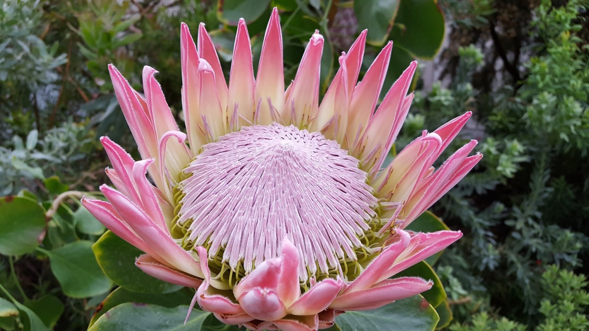 protea