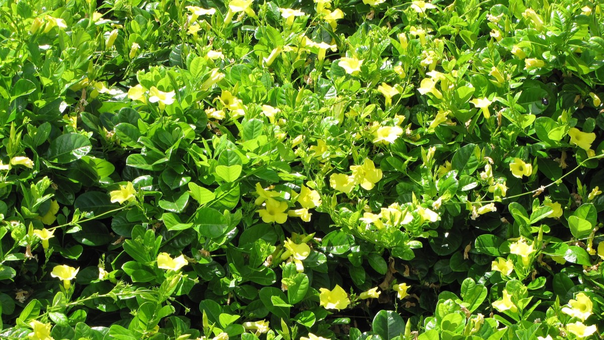 dipladenia foglie gialle