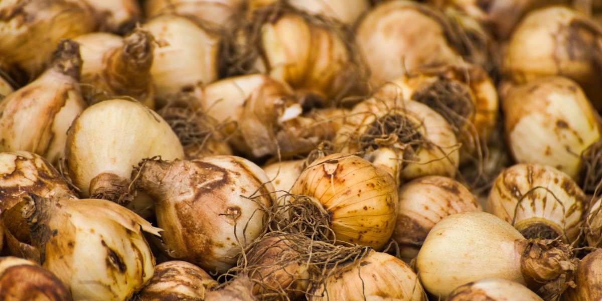 si possono piantare i bulbi di tulipano in primavera