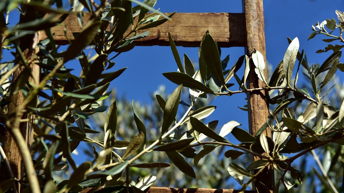 Quando trapiantare l’ulivo da vaso a terra
