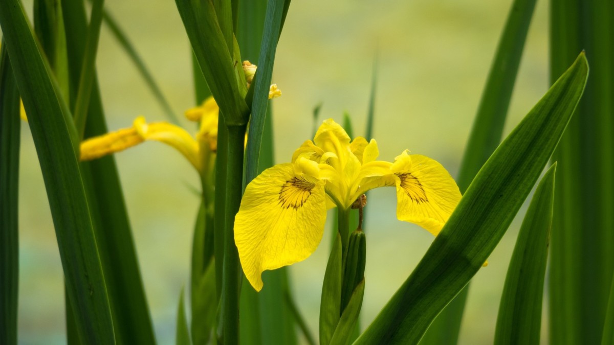 differenza iris giaggiolo