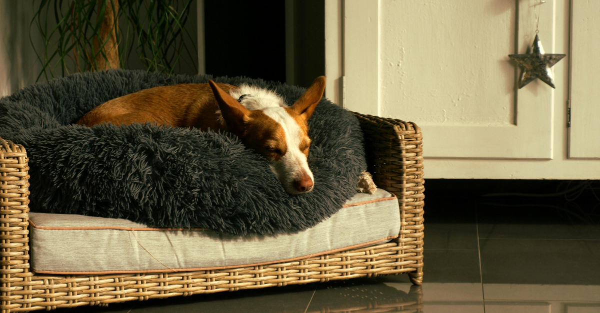 Come pulire la cuccia del cane