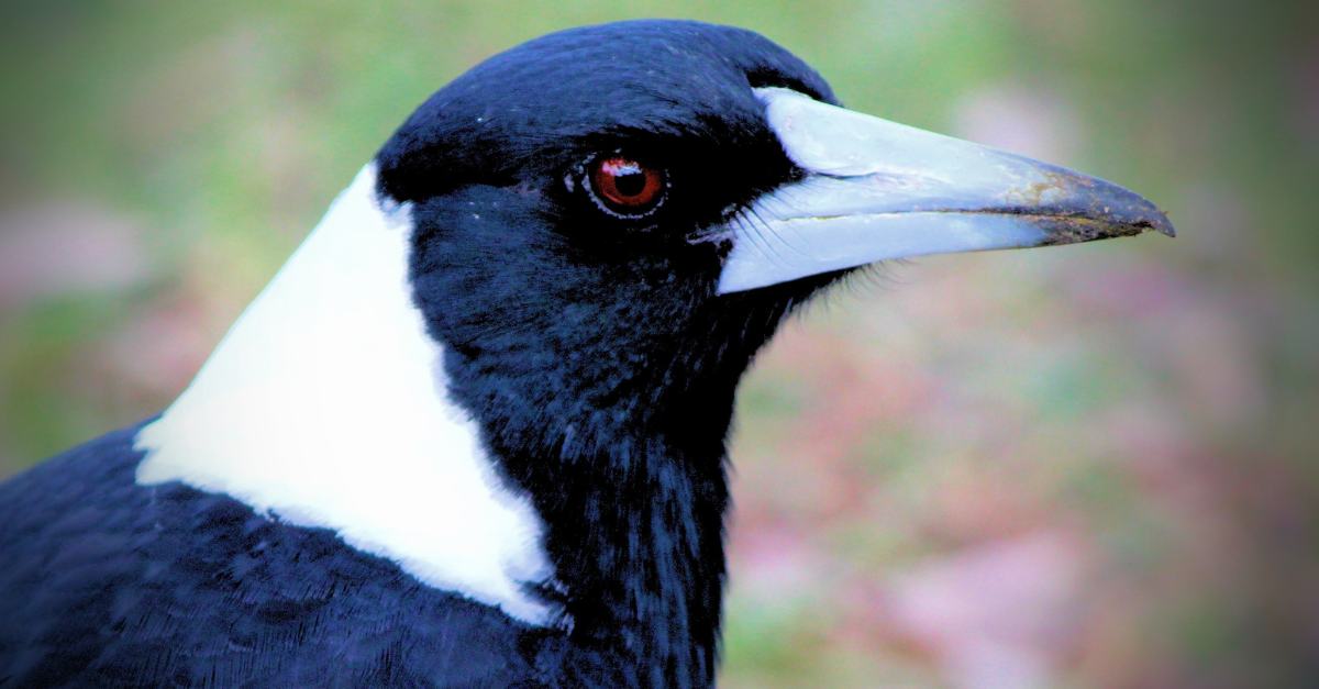 gazza ladra in giardino
