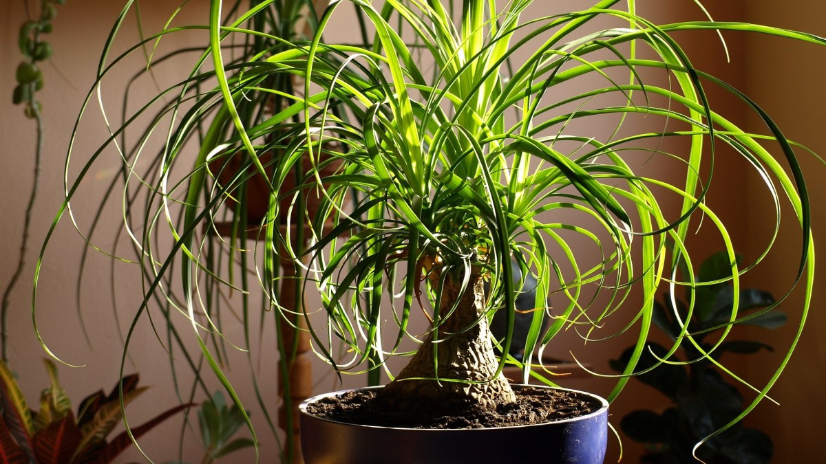 pianta mangiafumo benefici
