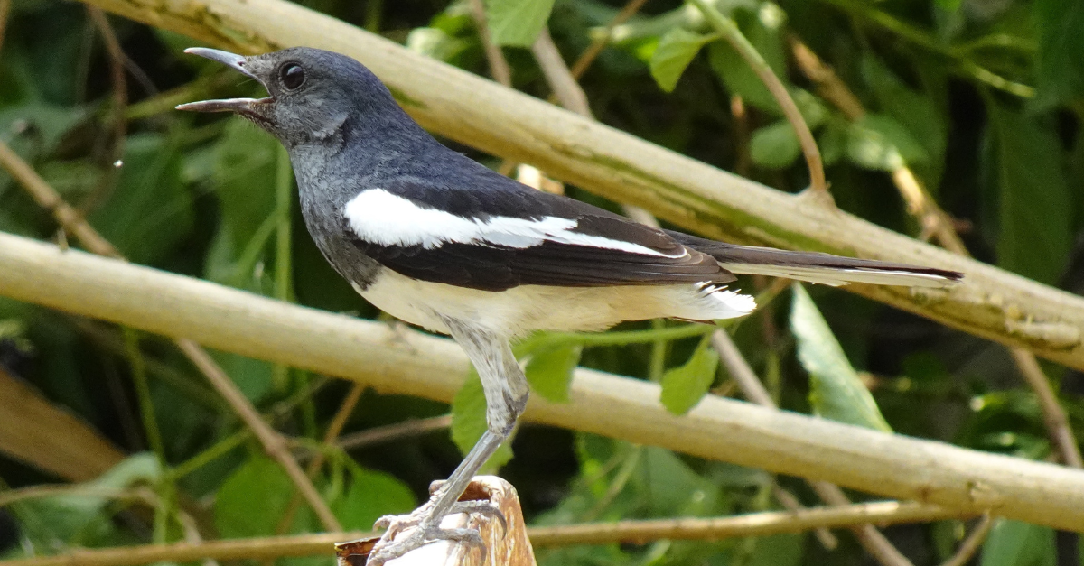 gazza ladra in giardino