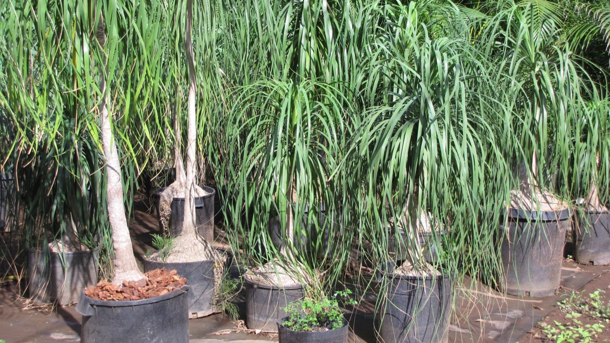 pianta mangiafumo benefici
