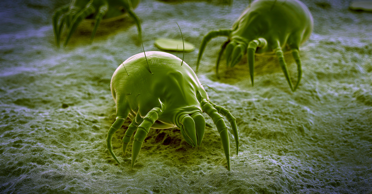 aceto contro gli acari