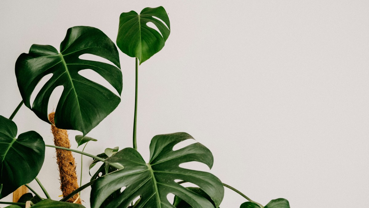 monstera foglie gialle