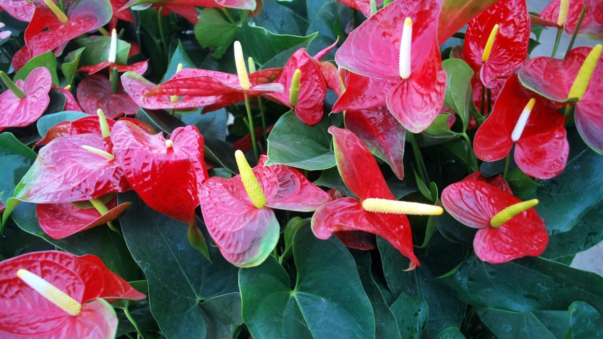 far fiorire l'anthurium