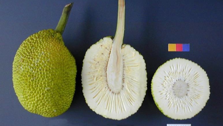 albero del pane