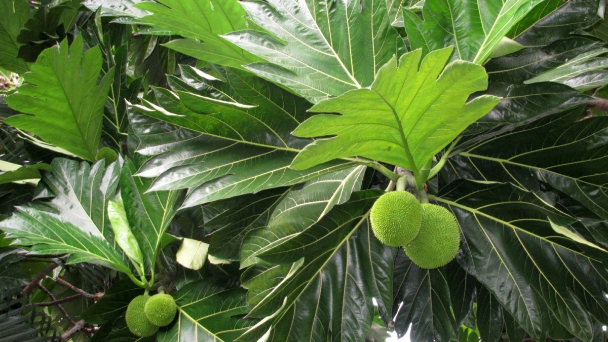 albero del pane