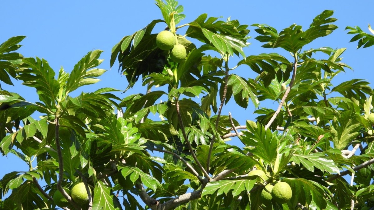 albero del pane