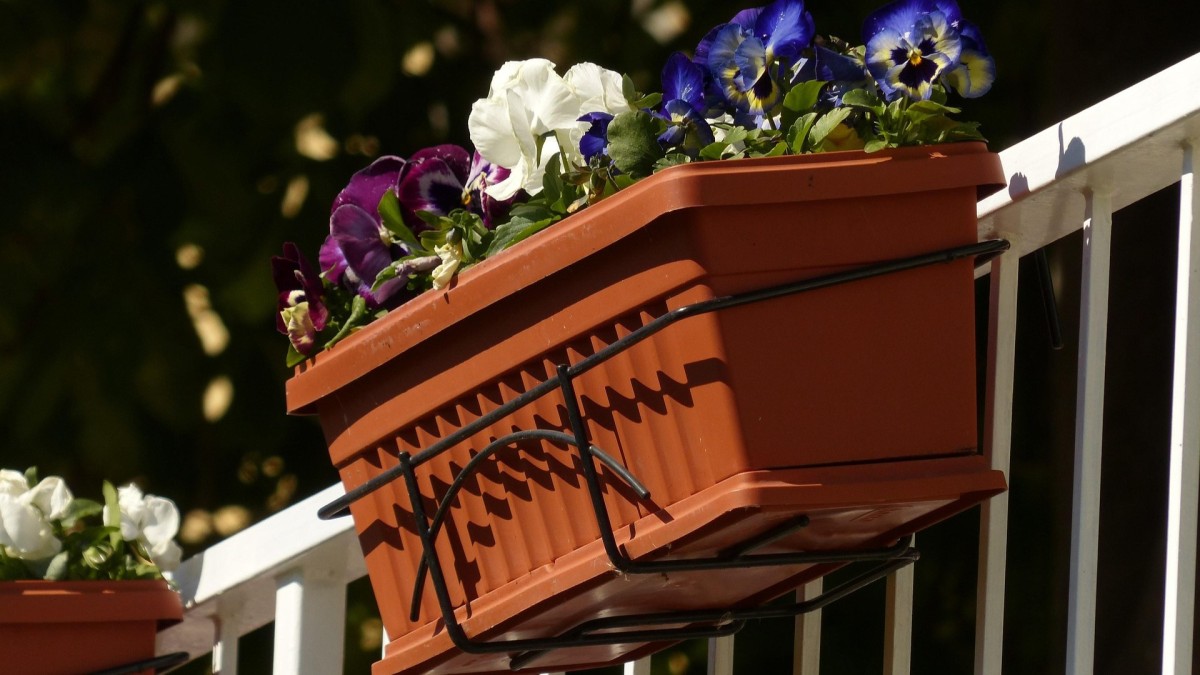 piante cambio di stagione