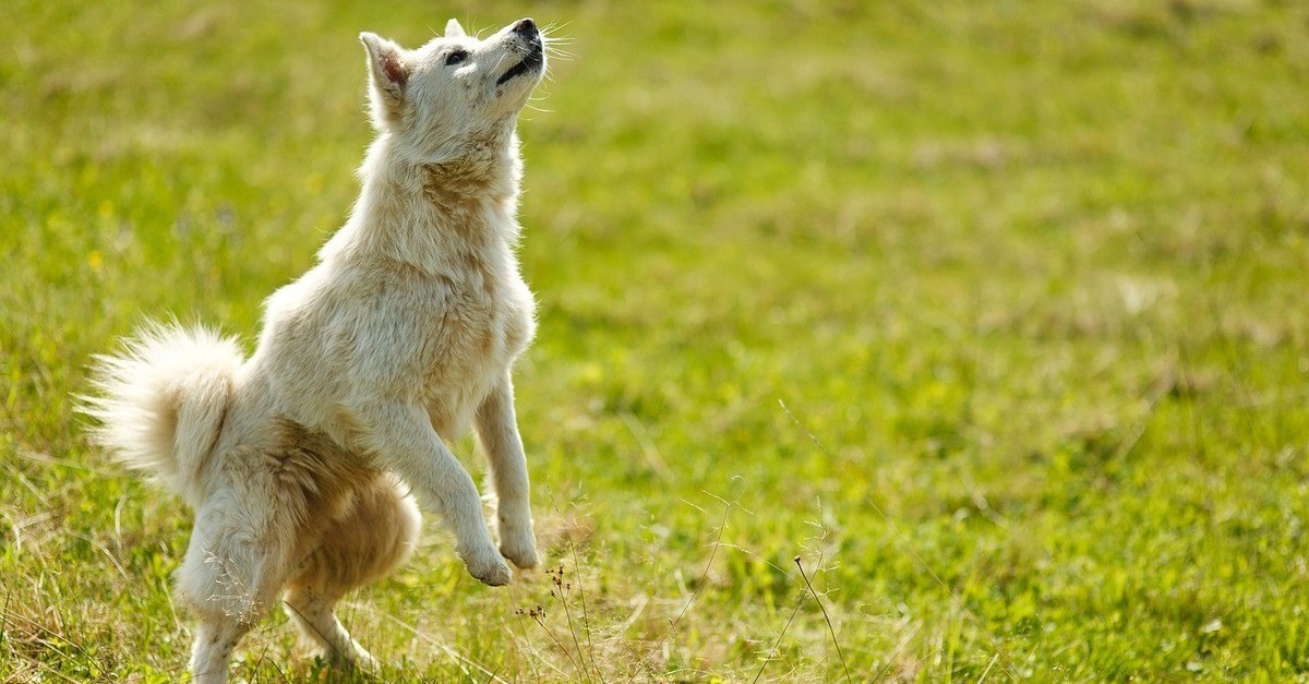 Un cane bianco che gioca in un prato