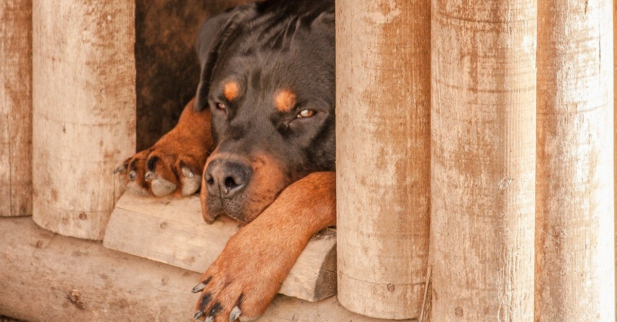 Un esemplare di Rottweiler in una cuccia in legno