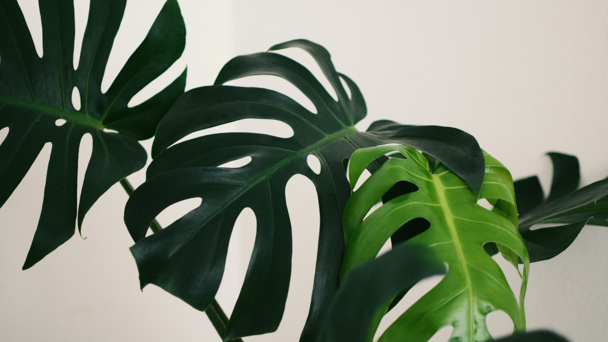 monstera foglie gialle