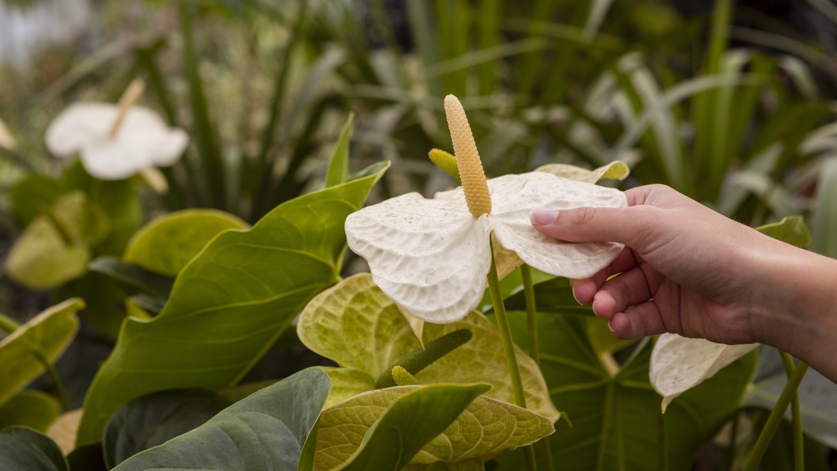 varieta di anthurium