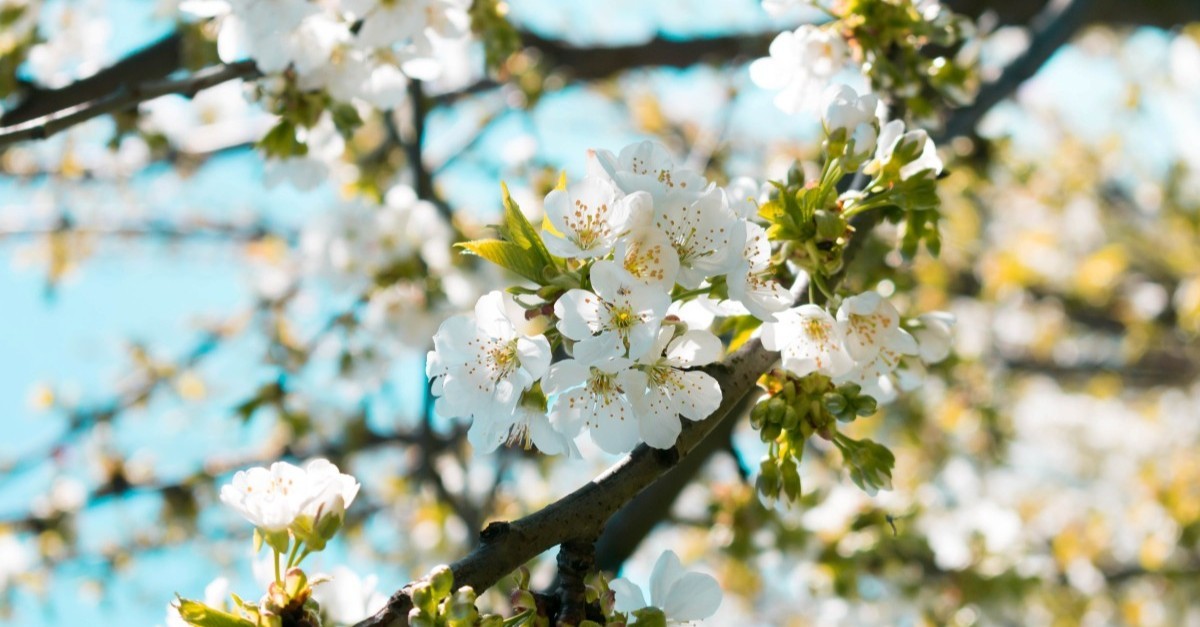 Cherry blossoms in Italy