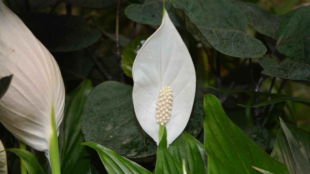 fondi caffe quali piante