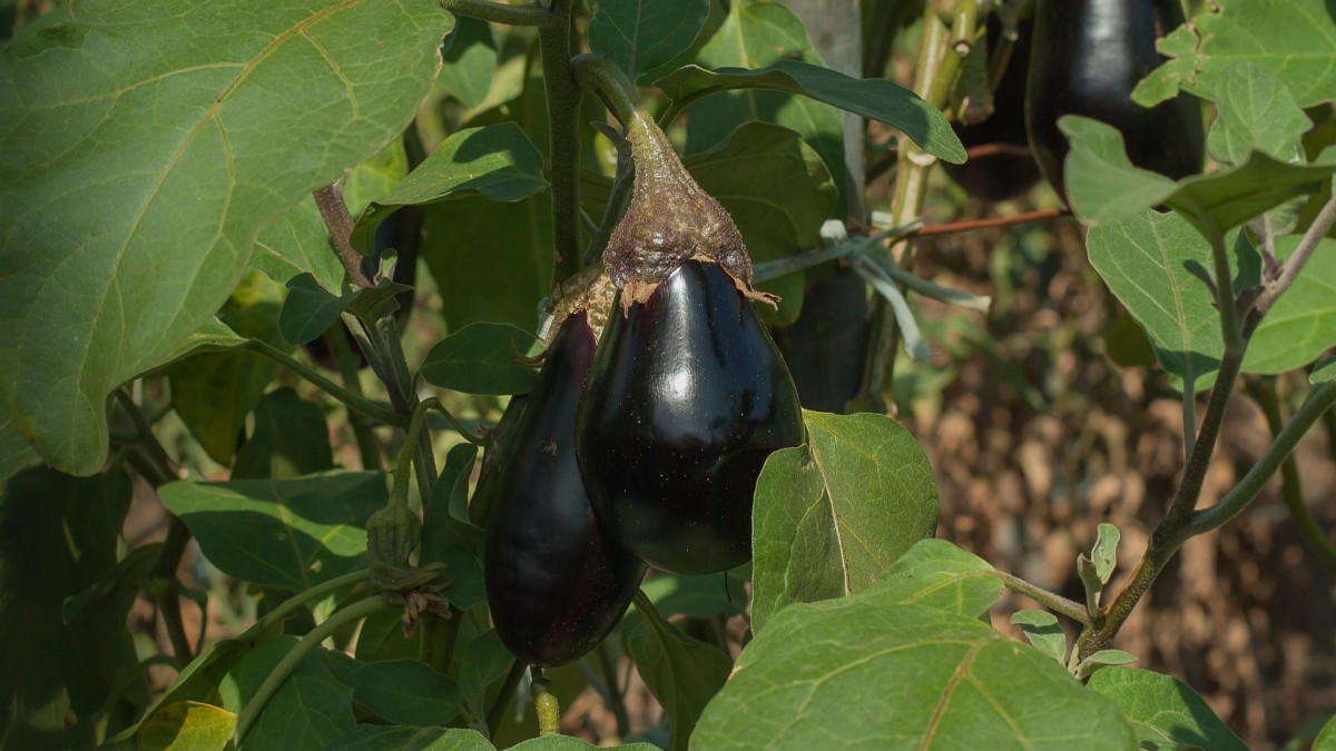 cosa piantare nell'orto a marzo