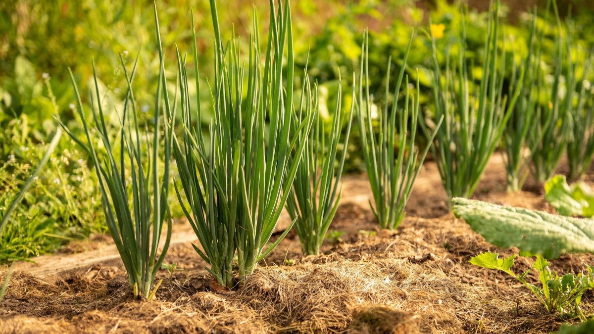 concime con le cipolle