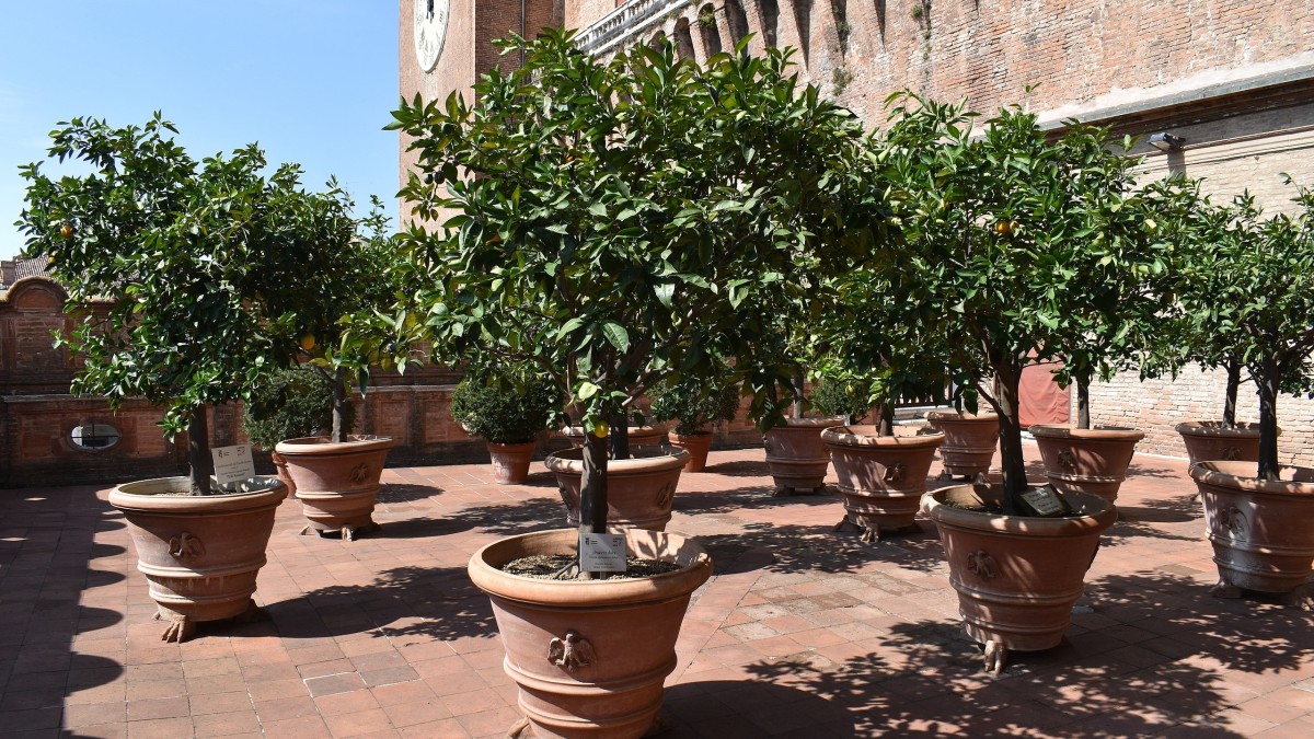 cosa vedere castello estense ferrara
