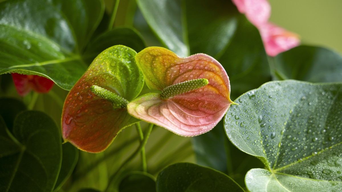 varieta di anthurium