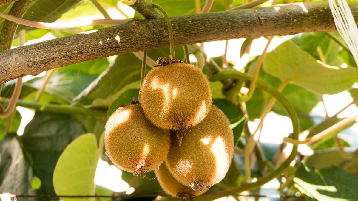  piantare un kiwi